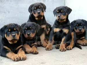 1-3 months Male Purebred Rottweiler
