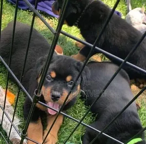 1-3 months Male Purebred Rottweiler