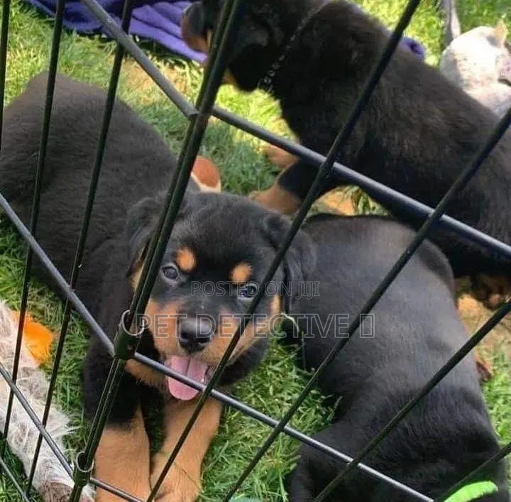 1-3 months Male Purebred Rottweiler