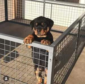 1-3 months Male Purebred Rottweiler