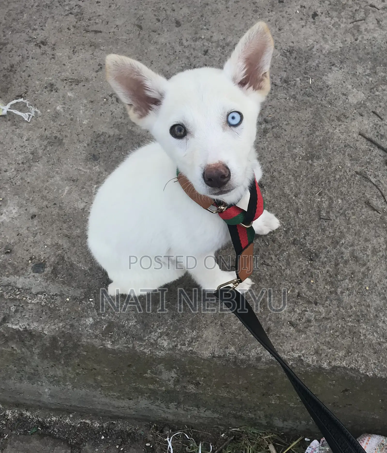1-3 months Female Purebred Siberian Husky