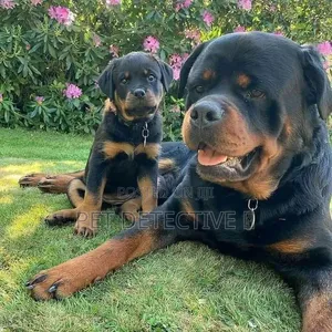1-3 months Female Purebred Rottweiler