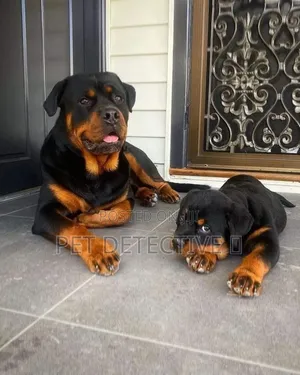 1-3 months Male Purebred Rottweiler