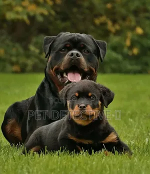 1-3 months Male Purebred Rottweiler