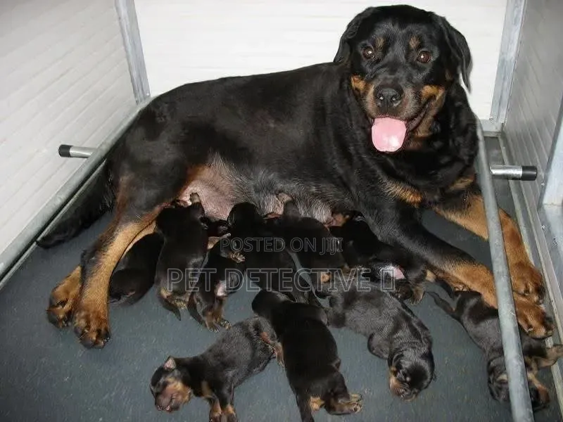 1-3 months Male Purebred Rottweiler