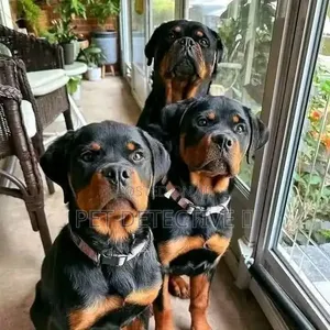 1-3 months Male Purebred Rottweiler