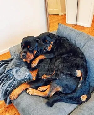 1-3 months Male Purebred Rottweiler