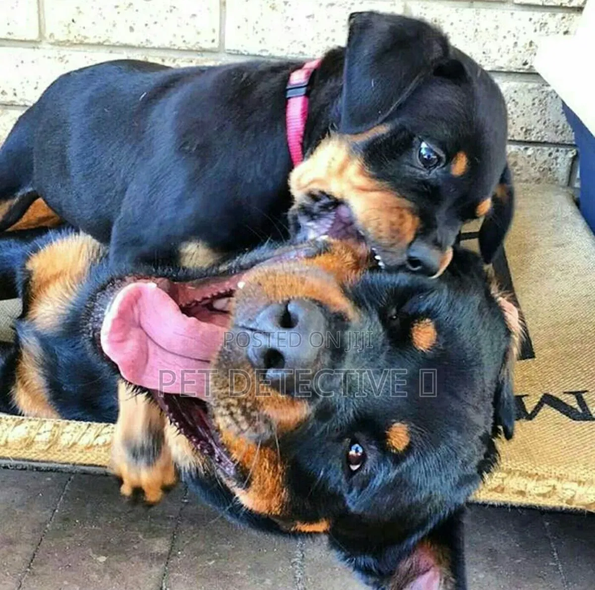 1-3 months Male Purebred Rottweiler