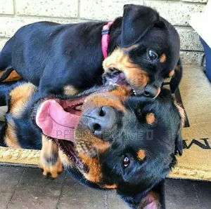 1-3 months Male Purebred Rottweiler