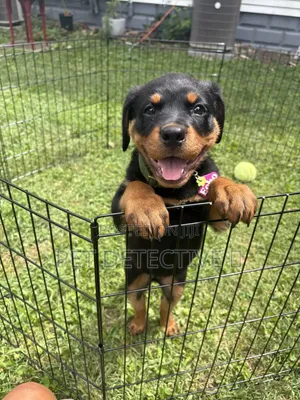 1-3 months Male Purebred Rottweiler
