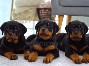 1-3 months Male Purebred Rottweiler