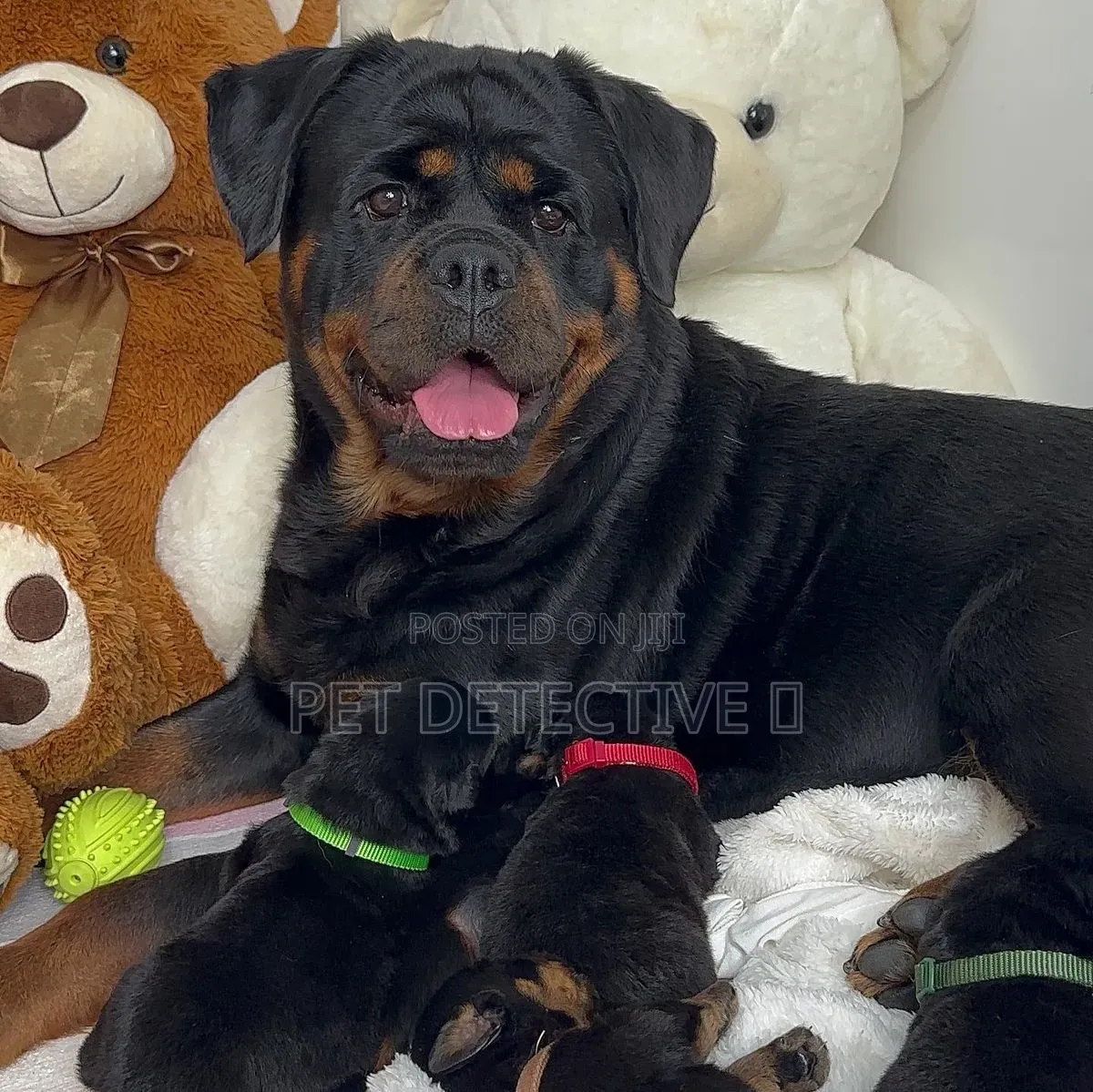 1-3 months Male Purebred Rottweiler