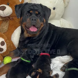 1-3 months Male Purebred Rottweiler