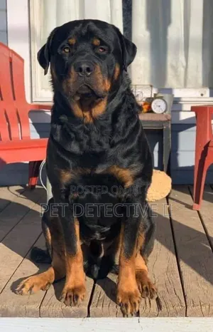 6-12 months Male Purebred Rottweiler