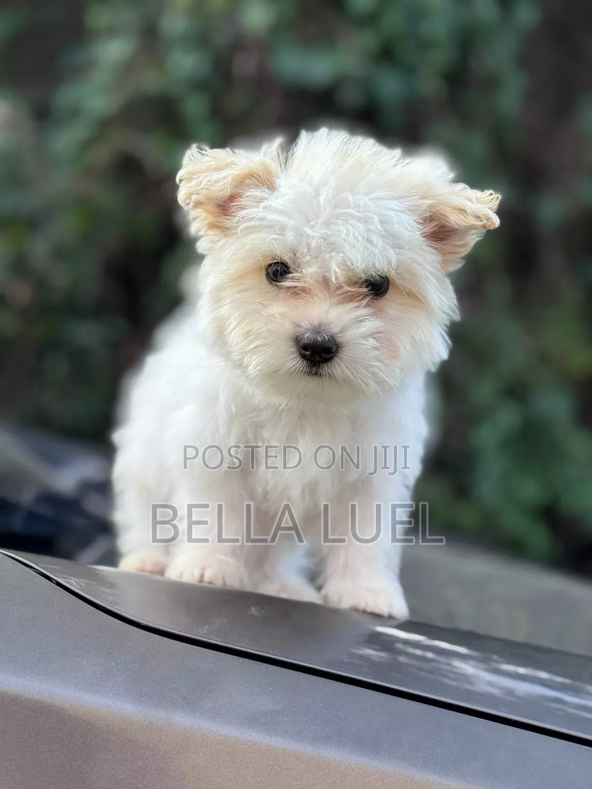 1-3 months Male Purebred Maltese