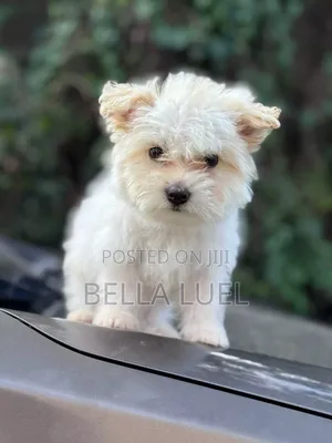 1-3 months Male Purebred Maltese