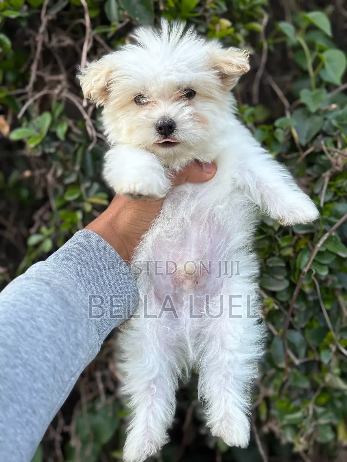 1-3 months Male Purebred Maltese