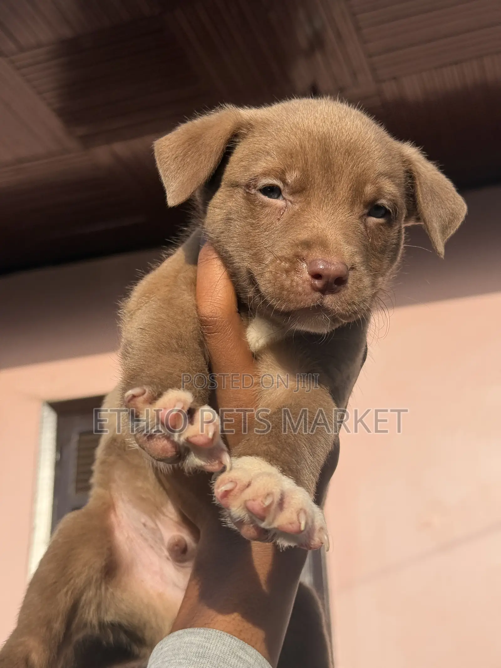 3-6 months Female Purebred American Pit Bull Terrier