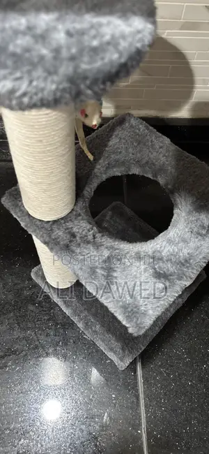 Used Cat Tree for Cats