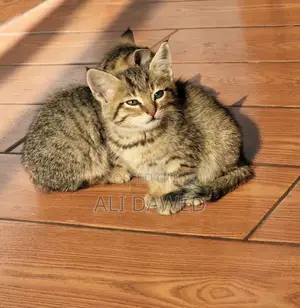 3-6 months Female Mixed Breed Abyssinian