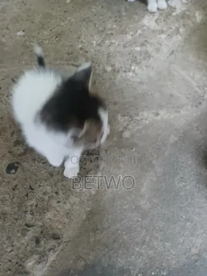 0-1 month Female Mixed Breed Abyssinian