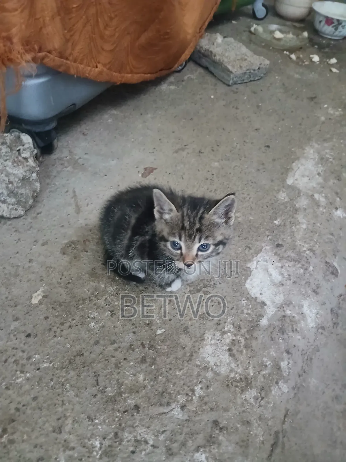 0-1 month Female Mixed Breed Abyssinian