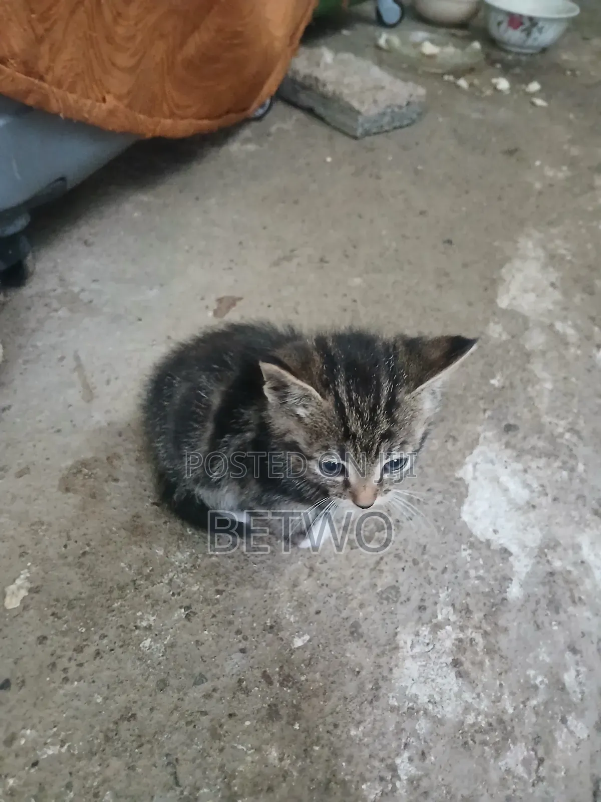 0-1 month Female Mixed Breed Abyssinian