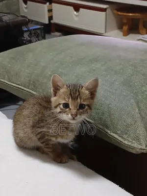 0-1 month Male Mixed Breed Abyssinian