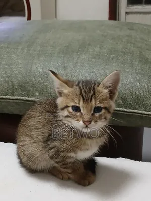 0-1 month Male Mixed Breed Abyssinian