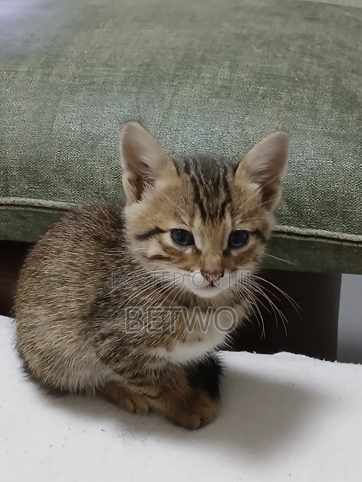 0-1 month Male Mixed Breed Abyssinian