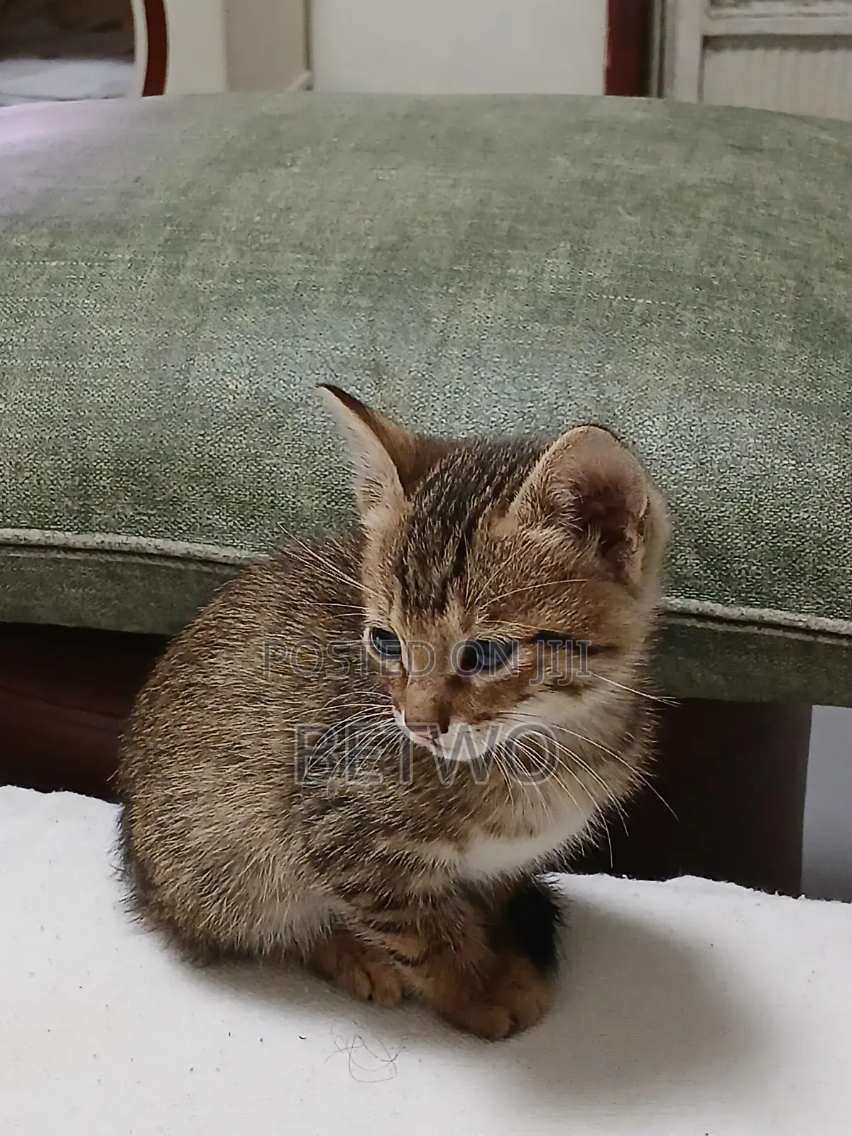 0-1 month Male Mixed Breed Abyssinian