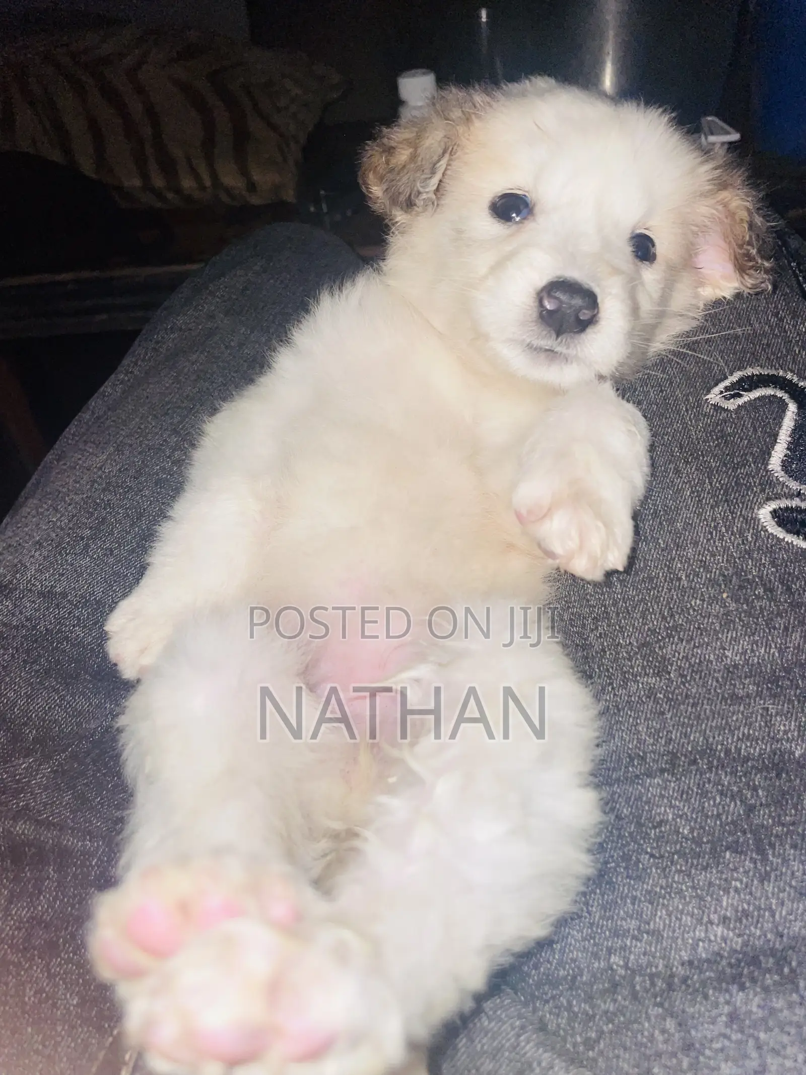 1-3 months Male Mixed Breed White Shepherd