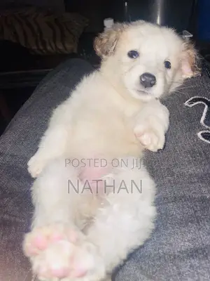 1-3 months Male Mixed Breed White Shepherd