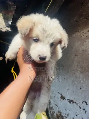 1-3 months Male Mixed Breed White Shepherd