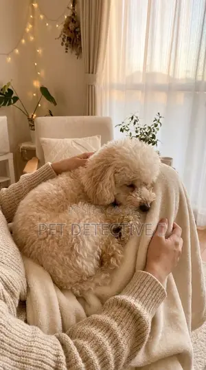 1-3 months Male Purebred Poodle