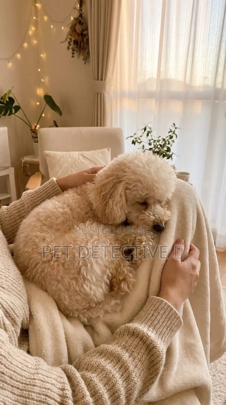 1-3 months Male Purebred Poodle