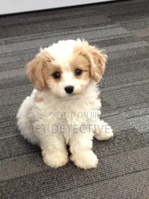 1-3 months Male Purebred Maltese