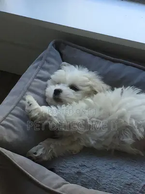 1-3 months Male Purebred Maltese