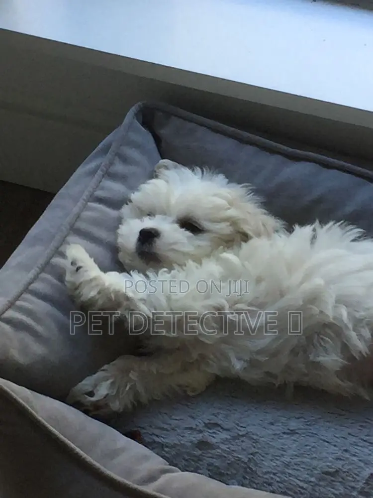 1-3 months Male Purebred Maltese