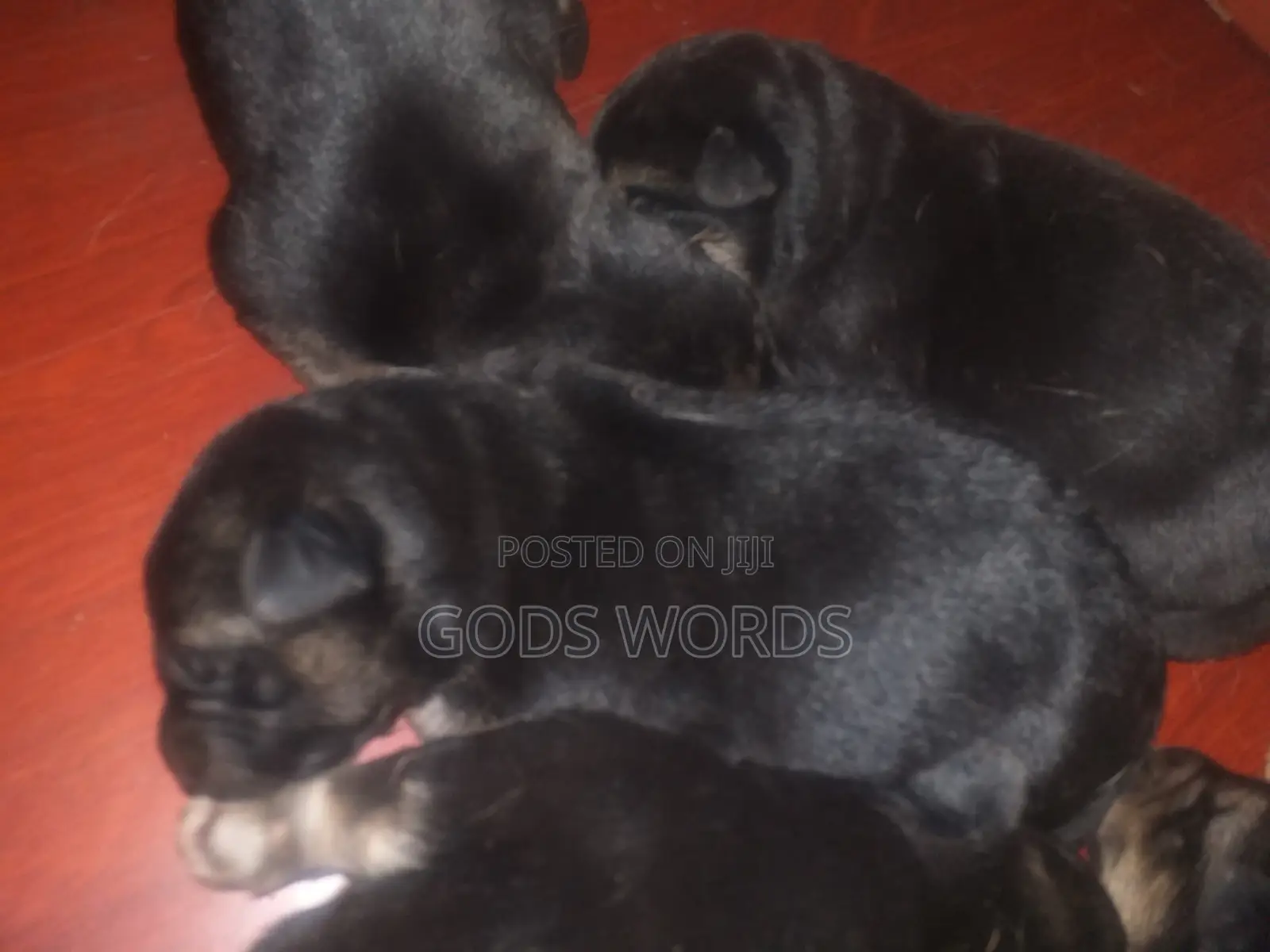 1-3 months Male Purebred German Shepherd