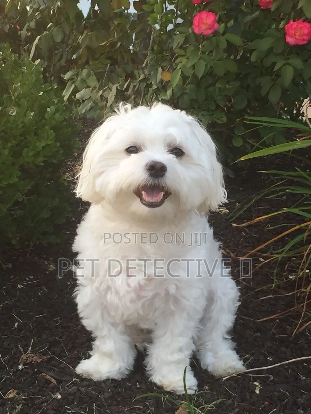 1-3 months Male Purebred Maltese