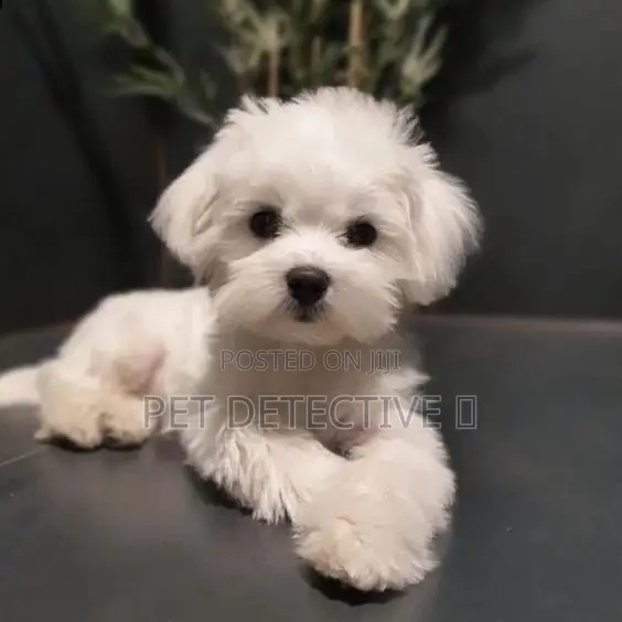 1-3 months Male Purebred Maltese