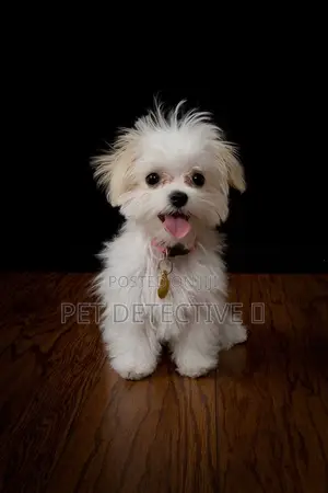 1-3 months Male Purebred Maltese