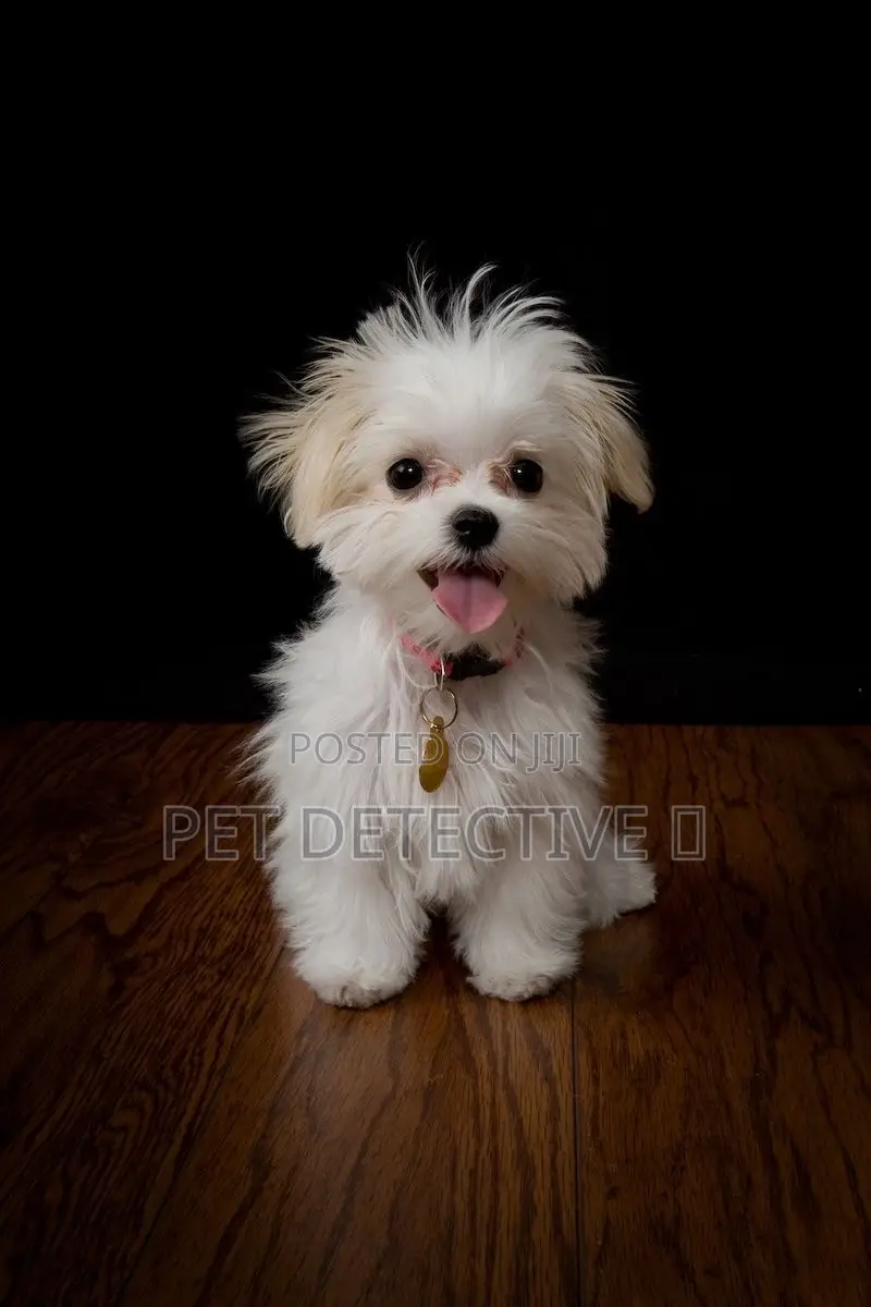 1-3 months Male Purebred Maltese