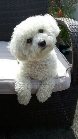 1-3 months Male Purebred Maltese