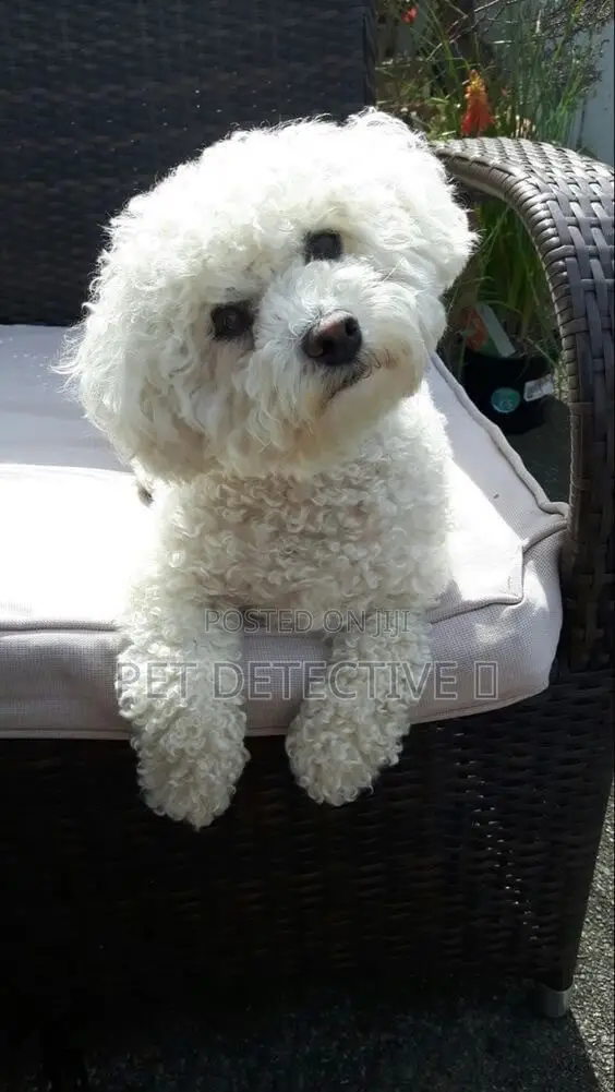 1-3 months Male Purebred Maltese