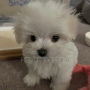 1-3 months Male Purebred Maltese