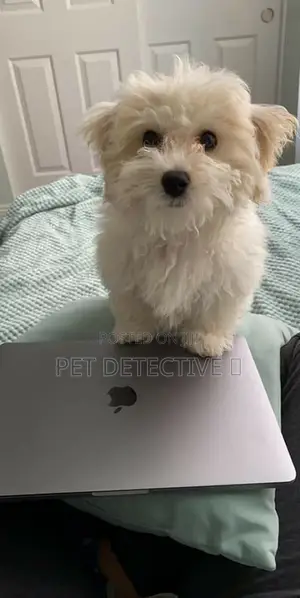 1-3 months Male Purebred Maltese