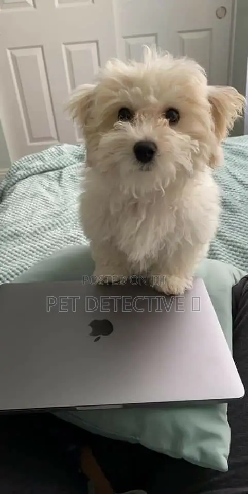 1-3 months Male Purebred Maltese
