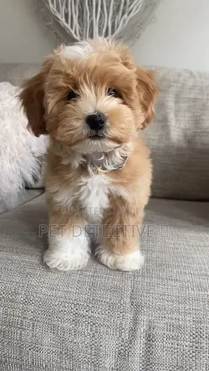 1-3 months Female Purebred Maltese